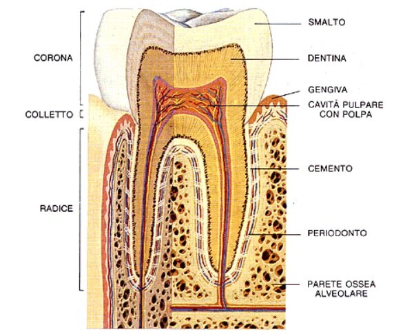 dentista genova dente dentista genova dente